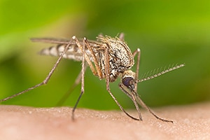 A mosquito biting into a person.