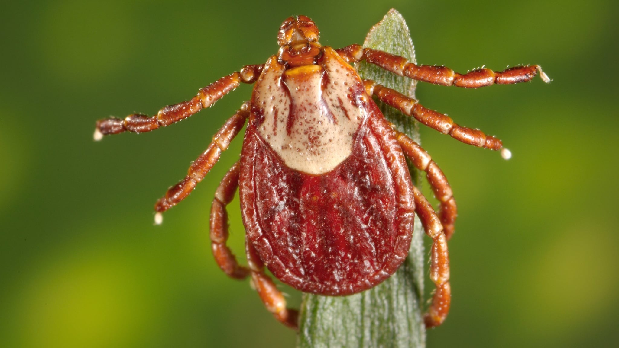 This photograph depicts a dorsal view of a female Rocky Mountain wood tick, Dermacentor andersoni. This tick species is a known North American vector of Rickettsia rickettsii, which is the etiologic agent of Rocky Mountain spotted fever (RMSF). See PHIL 10869, for a side-by-side comparative view of both a male and female, D. andersoni tick.
