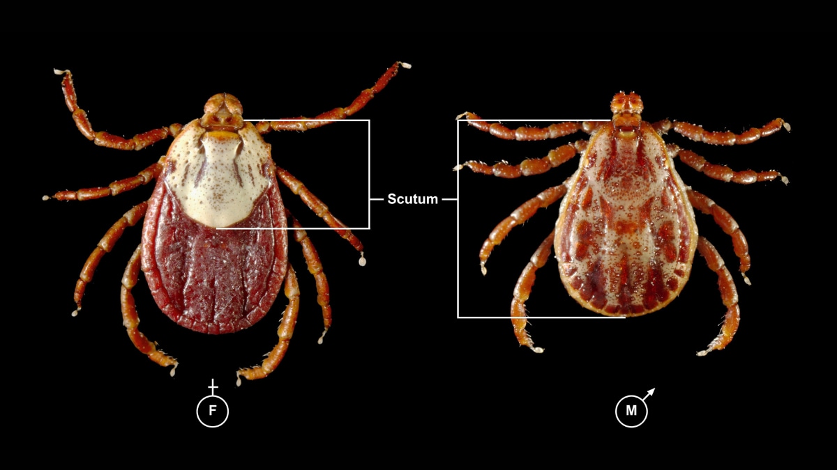 Image of a male and female rocky mountain wood tick