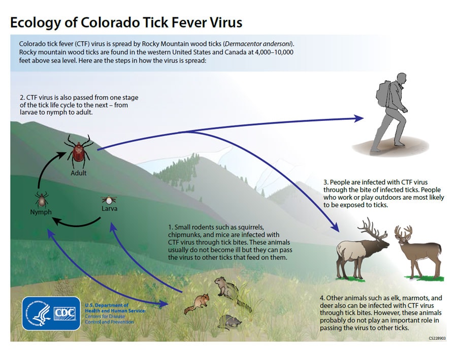 Ecology of Colorado Tick Fever Virus - 1. Small rodents such as squirrels, chipmunks, and mice are infected with CTF virus through tick bites.  These animals usually do not become ill but they can pass the virus to other ticks that feed on them.  2. CTF virus is also passed from one stage of the tick life cycle to the next - from larvae to nymph to adult.  3. People are infected with CTF virus through the bite of infected ticks.  People who work or play outdoors are most likely to be exposed to ticks.  4. Other animals such as elk, marmots, and deer also can be infected with CTF virus through tick bites.  However, these animals probably do not play an important role in passing the virus to other ticks.
