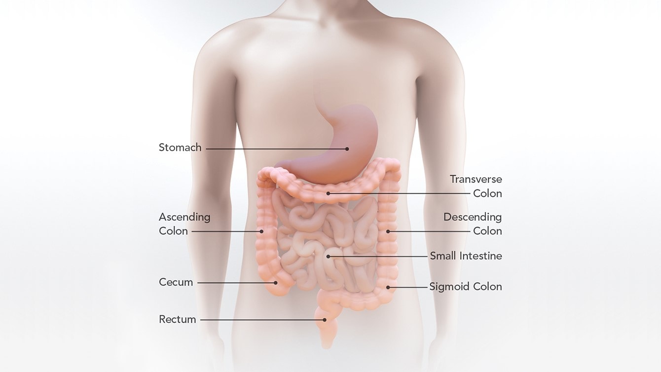Diagram of the stomach, small intestine, cecum, ascending colon, transverse colon, descending colon, sigmoid colon, and rectum
