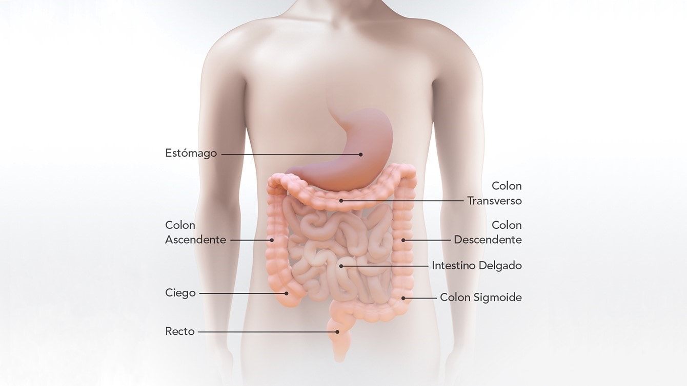 Diagrama del estómago, intestino delgado, ciego, colon ascendente, colon transverso, colon descendente, colon sigmoide y recto
