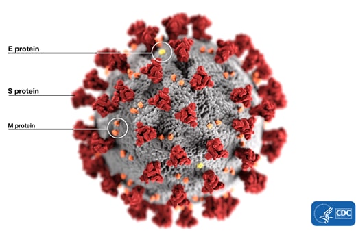 3d illustration of the SARS-CoV-2 virus