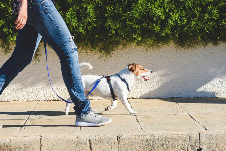 Dog walker strides with his pet on leash while walking at street pavement Dog walker strides with his pet on leash while walking at street pavement