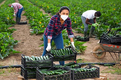 trabajadores rurales cosechando cultivos