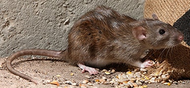 A brown rat sniffs at the opening of a burlap bag.