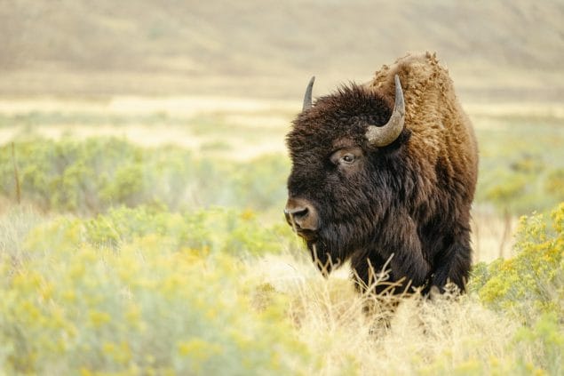 Image of a buffalo roaming in a field
