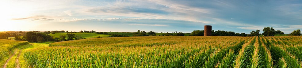 iowa state image of wheat field