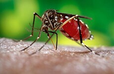 U.S. Virgin Islands Zika