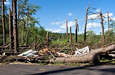 Wooded area with down trees after a tornado