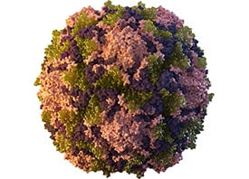 Disease Poliovirus 2