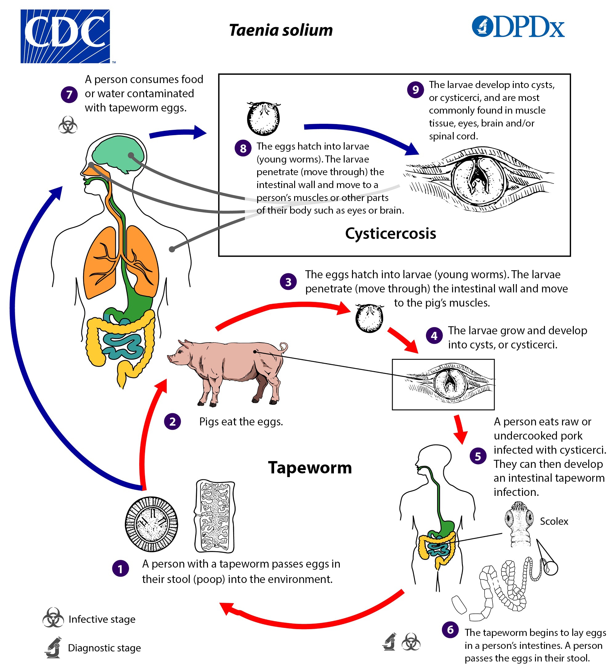 Life cycle stages of Taenia solium parasite.