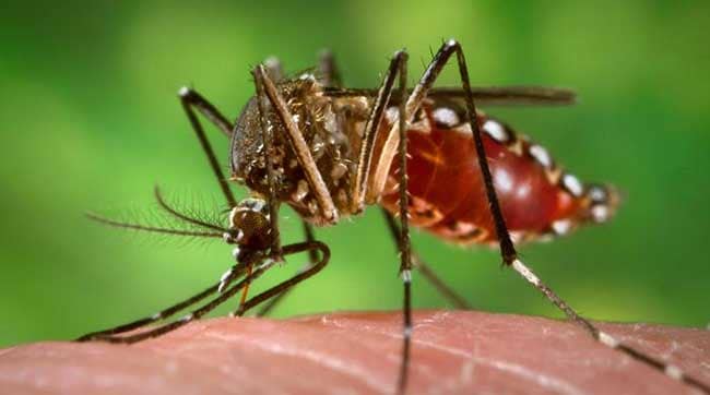 Mosquito feeding on human host