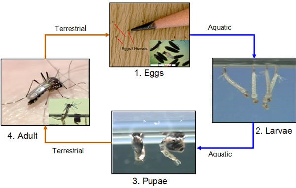 Life cycle of mosquitos in a diagram