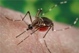 Aedes aegypti Adult Mosquito