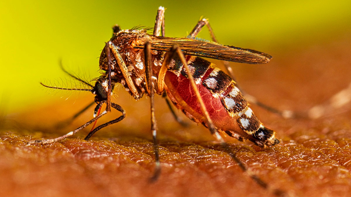 Mosquito Aedes aegypti adulto alimentándose de la sangre de un hospedador.