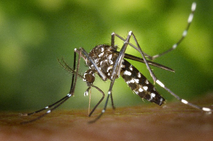 Mosquito Aedes albopictus.