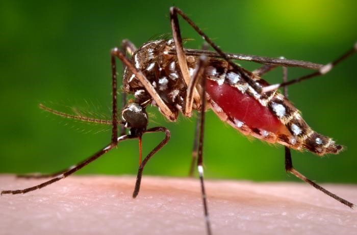 Transmission | Dengue | CDC