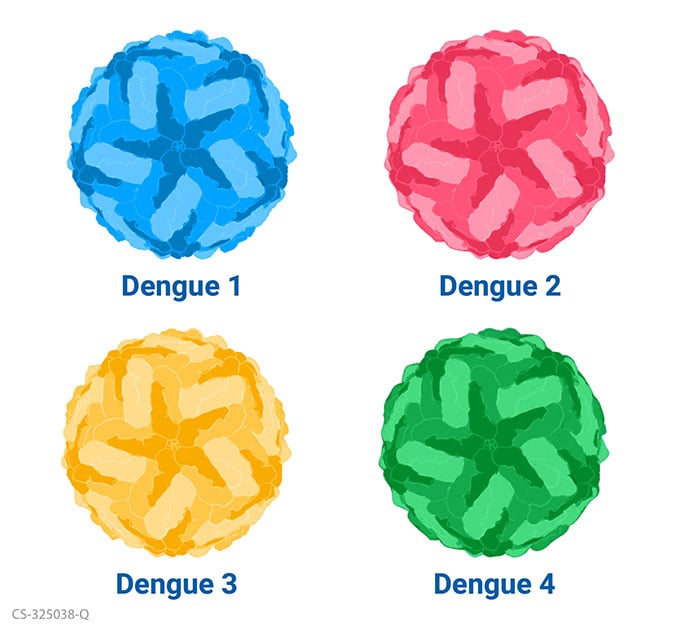 El dengue puede ser causado por cualquiera de los cuatro tipos del virus del dengue: virus del dengue 1, 2, 3 y 4.