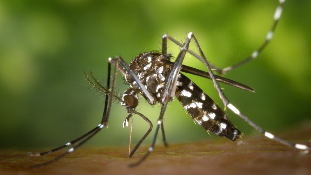 Photo: cdc.gov Rising Dengue Cases Spark Health Dept Awareness Campaign