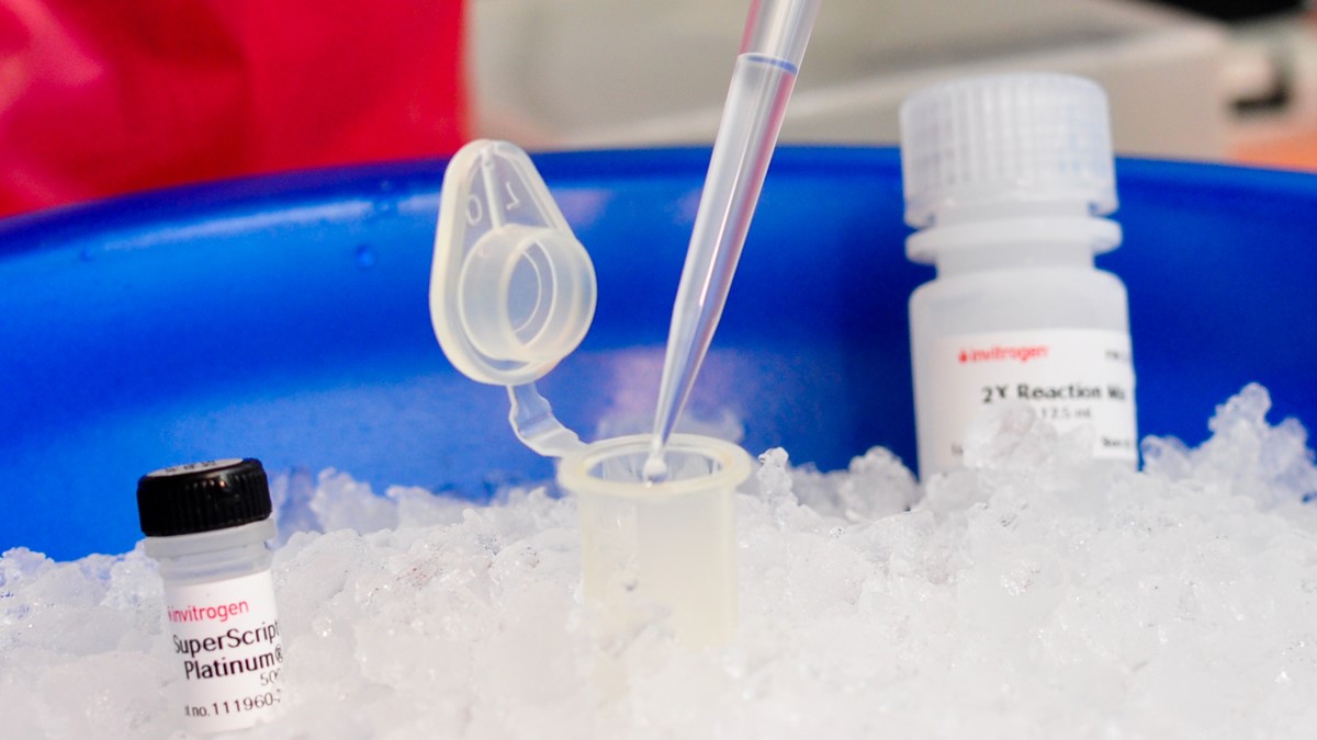 Three vials of testing solution sitting on ice with a pipette extracting liquid from the one in the center.