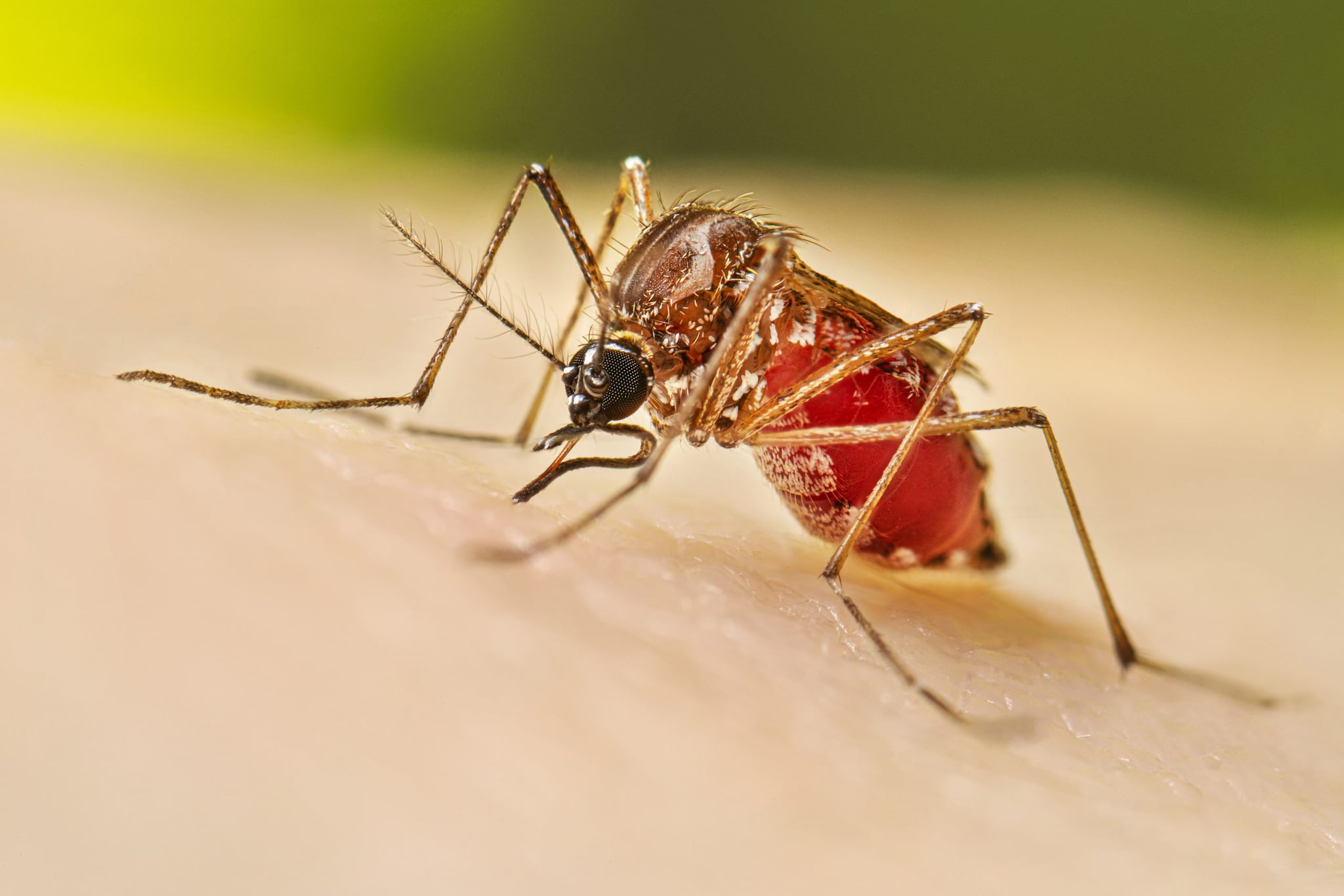 Un mosquito adulto Aedes aegypti hembra alimentándose de un ser humano.