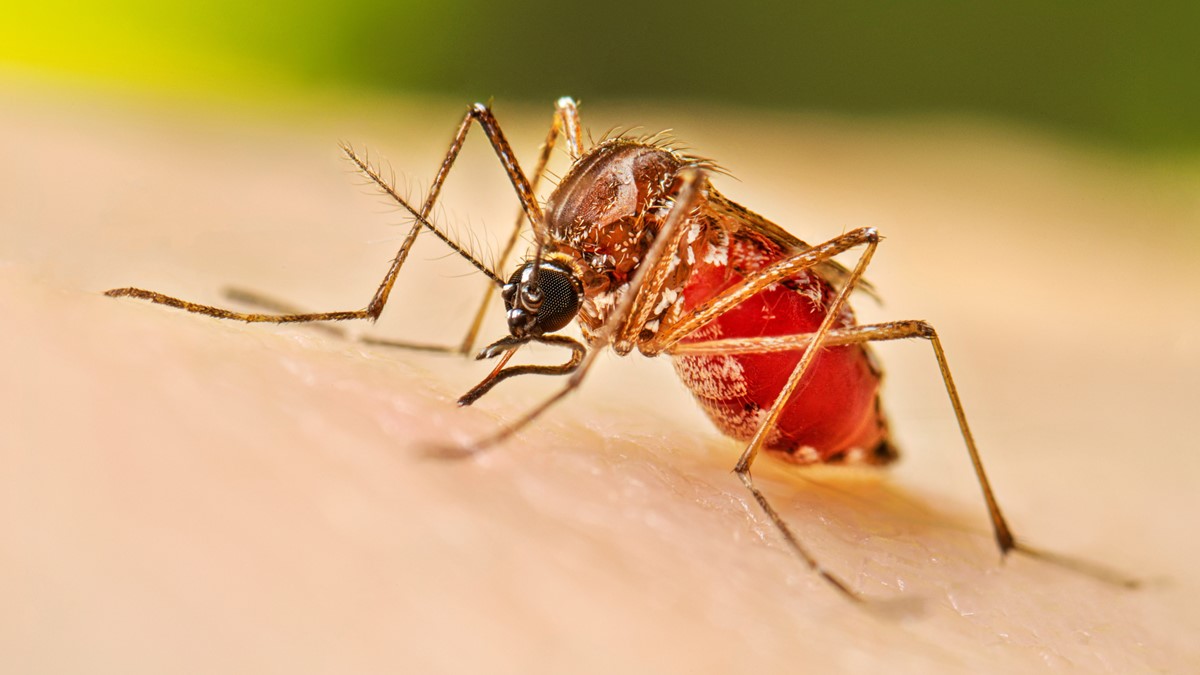 A female adult Aedes aegypti mosquito feeding on a human.