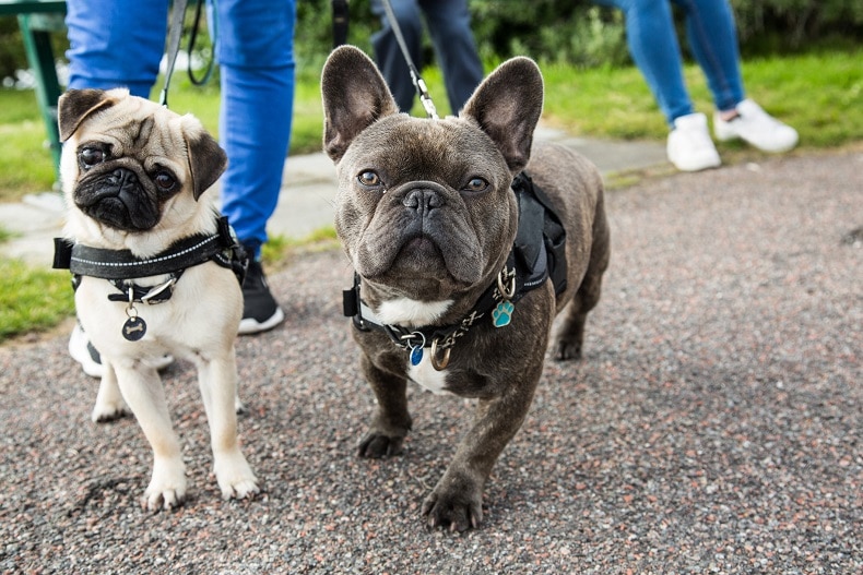 People walking with a pug and French bulldog