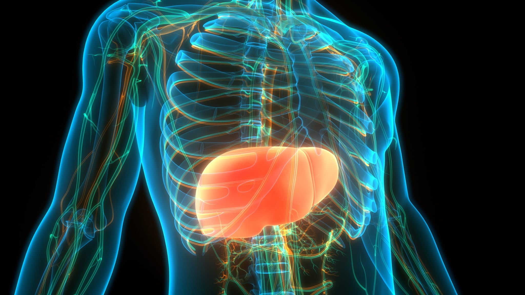 Animated image of the liver inside the body