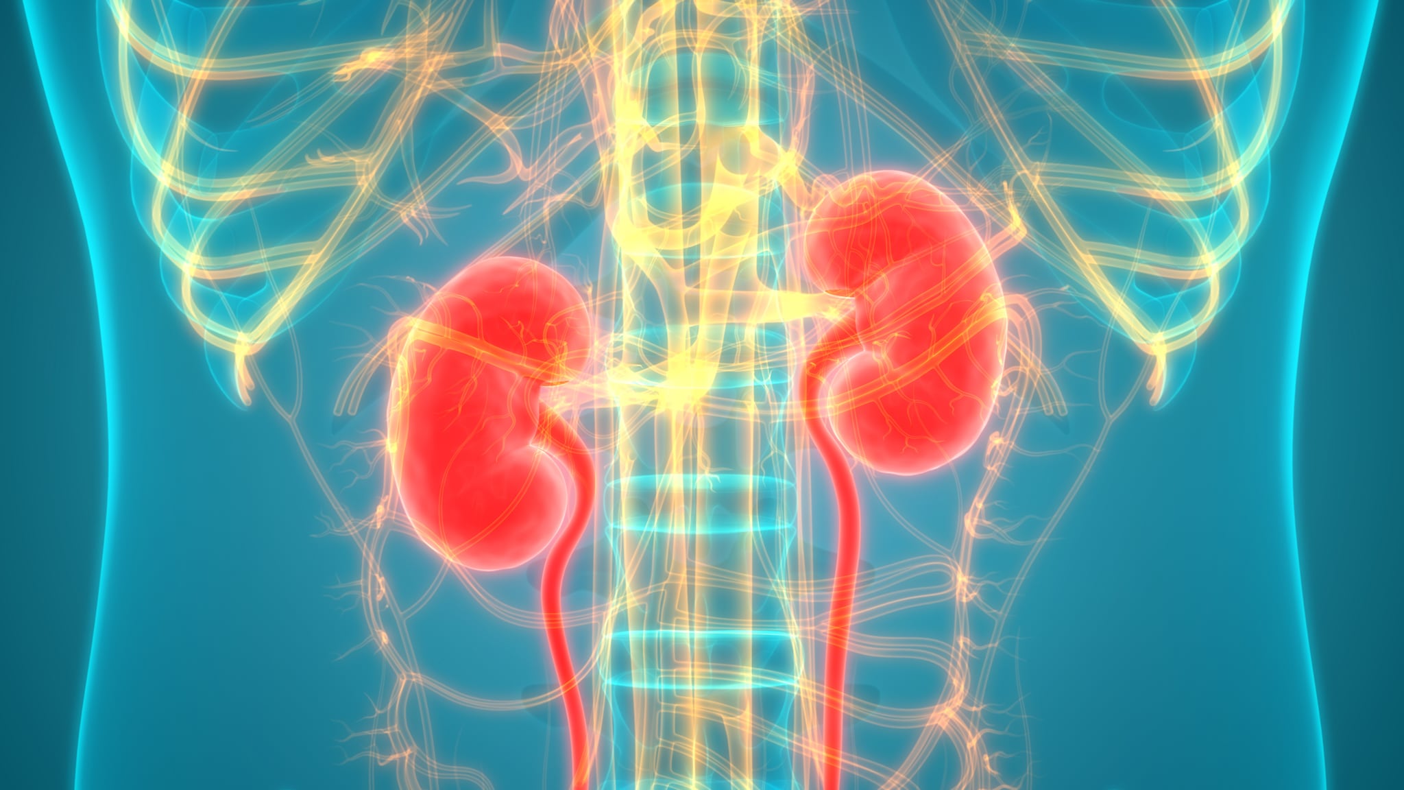 xray image of upper body with kidneys highlighted