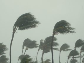 Imagen de palmeras en huracán