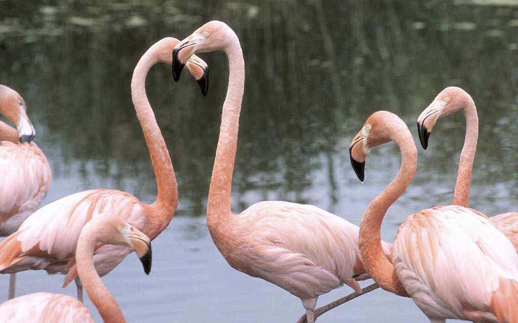 Several exotic birds, including flamingos, have died at the Bronx Zoo.