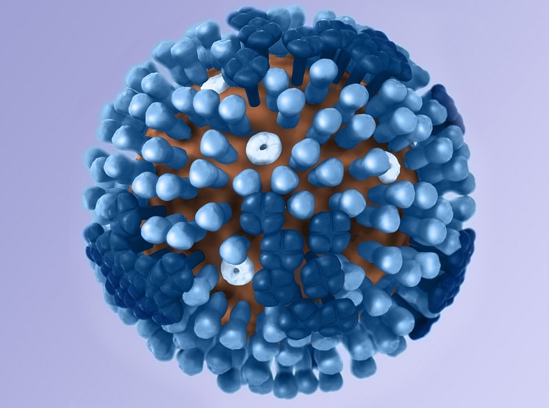 Flu viruses are constantly changing; here is a 3D image of a generic influenza viral structure.