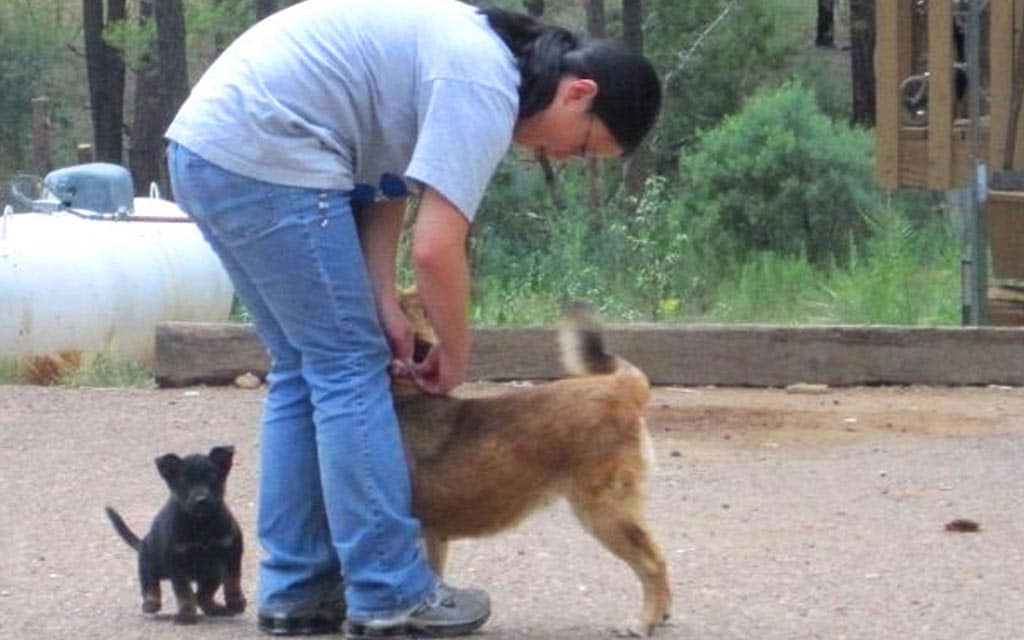 CDC scientist Linda Cheng collaring dogs in the Southwest.