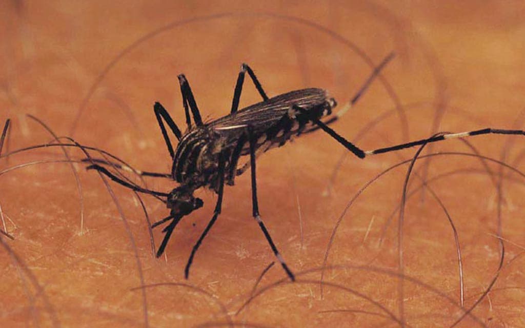 Mosquitoes can spread infections by biting humans or animals.