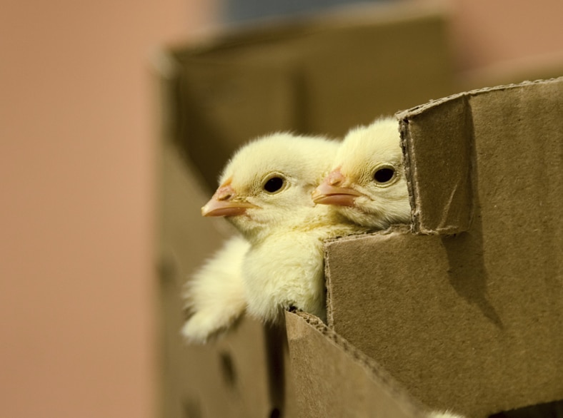 Farm animals, such as baby chicks and other poultry, are often sold and shipped around the country, making it easier for bacteria, such as <em>Salmonella</em>, to spread to multiple states.