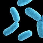 Bacterias Corynebacterium diphtheriae