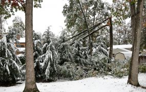 A picture of a tree that has fallen on power lines