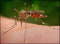 Close-Up Image of Mosquito