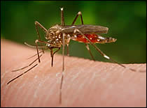 Close-Up of Mosquito