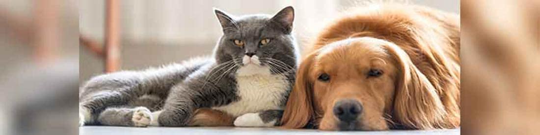 Protect Your Pets|Natural Disasters and Severe Weather