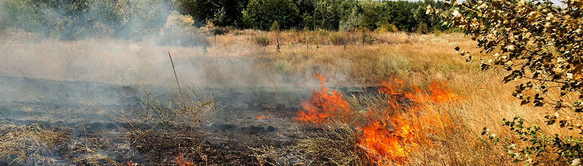 Dry grass and brush burning in a wildfire.