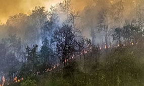 A line of fire spreads up the side of a tree covered mountain.