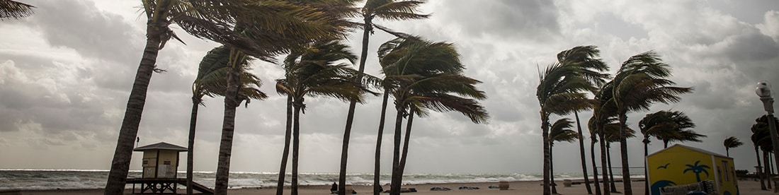 Palm trees before a tropical storm or hurricane