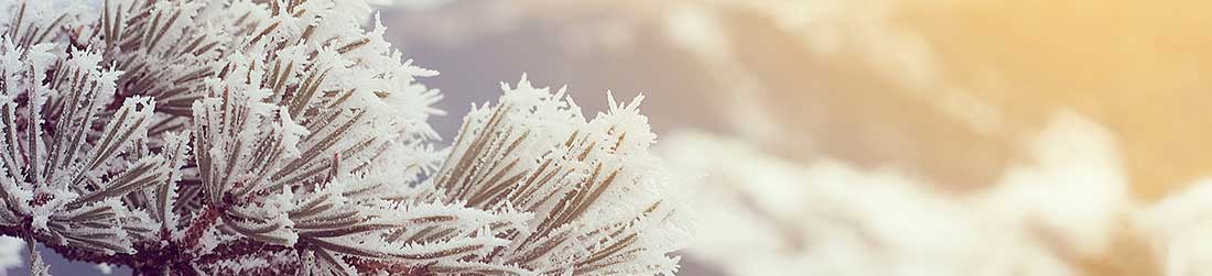 Evergreen plant needles covered in ice crystals and snow.