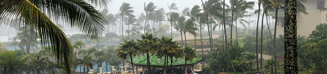 Palm trees blowing from the hurricane-force winds.