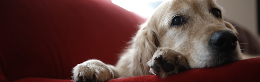 A dog resting on a sofa