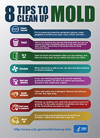 8 Tips to Clean up Mold