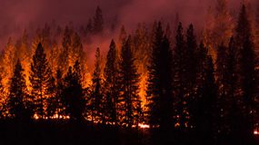 a picture of a stand of tall trees engulfed in flames