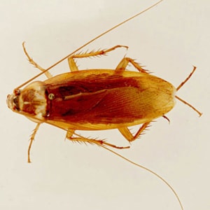 Figure B: American cockroach, <em>Periplaneta americana</em>.  The American and Oriental cockroach (<em>Blatta orientalis</em>) are two of the more common intermediate hosts for <em>M. moniliformis</em>.  Image courtesy of Parasite and Diseases Image Library, Australia (http://www.padil.gov.au/). 